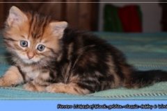 Ferrero-Liebeshof-black-golden-classic-tabby-6-Wochen-alt-www.sibirische-katzen-hamburg.de_