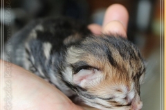 Ferrero-Liebeshof-black-golden-classic-tabby-8-Tage-alt.-www.sibirische-katzen-hamburg.de-I