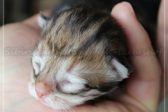 Ferrero-Liebeshof-black-golden-classic-tabby-8-Tage-alt.-www.sibirische-katzen-hamburg.de-IV