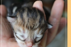 Ferrero-Liebeshof-black-golden-classic-tabby-8-Tage-alt.-www.sibirische-katzen-hamburg.de_