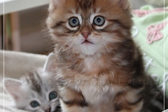 Ferrero-Liebeshof-black-golden-classic-tabby-8-Wochen-alt-www.sibirische-katzen-hamburg.de-I