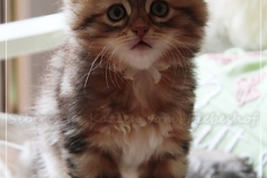Ferrero-Liebeshof-black-golden-classic-tabby-8-Wochen-alt-www.sibirische-katzen-hamburg.de-II