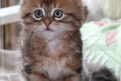 Ferrero-Liebeshof-black-golden-classic-tabby-8-Wochen-alt-www.sibirische-katzen-hamburg.de-III