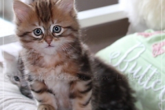 Ferrero-Liebeshof-black-golden-classic-tabby-8-Wochen-alt-www.sibirische-katzen-hamburg.de-IV