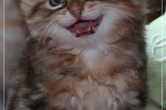 Ferrero-Liebeshof-black-golden-classic-tabby-8-Wochen-alt-www.sibirische-katzen-hamburg.de-V