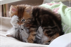 Ferrero-Liebeshof-black-golden-classic-tabby-8-Wochen-alt-www.sibirische-katzen-hamburg.de_