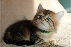 Danny-Liebeshof-black-golden-classic-tabby-6-Wochen-alt.-Sibirische-Katzen-Liebeshof-III