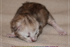 Dr.-Bombay-Liebeshof-black-shaded-classic-tabby-10-Tage-alt.-www.sibirische-katzen-hamburg.de_