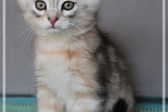 Dr.-Bombay-Liebeshof-black-shaded-classic-tabby-8-Wochen-alt.-www.sibirische-katzen-hamburg.de-I