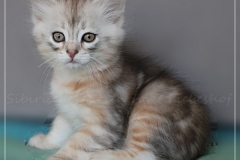 Dr.-Bombay-Liebeshof-black-shaded-classic-tabby-8-Wochen-alt.-www.sibirische-katzen-hamburg.de-III