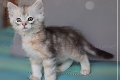 Dr.-Bombay-Liebeshof-black-shaded-classic-tabby-8-Wochen-alt.-www.sibirische-katzen-hamburg.de_