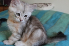 Dr.-Bombay-Liebeshof-black-shaded-classic-tabby-95-Wochen-alt.-www.sibirische-katzen-hamburg.de-II