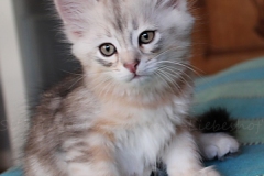 Dr.-Bombay-Liebeshof-black-shaded-classic-tabby-95-Wochen-alt.-www.sibirische-katzen-hamburg.deI_