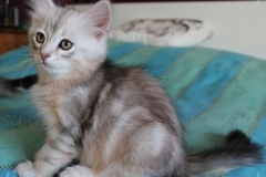 Dr.-Bombay-Liebeshof-black-shaded-classic-tabby-95-Wochen-alt.-www.sibirische-katzen-hamburg.de_