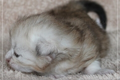 Dr.-Bombay-Liebeshof-black-shining-classic-tabby-17-Tage-alt.-www.sibirische-katzen-hamburg.de-I