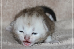 Dr.-Bombay-Liebeshof-black-shining-classic-tabby-17-Tage-alt.-www.sibirische-katzen-hamburg.de-III