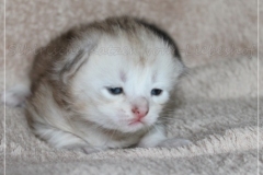 Dr.-Bombay-Liebeshof-black-shining-classic-tabby-17-Tage-alt.-www.sibirische-katzen-hamburg.de-IV