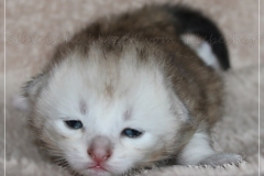 Dr.-Bombay-Liebeshof-black-shining-classic-tabby-17-Tage-alt.-www.sibirische-katzen-hamburg.de_