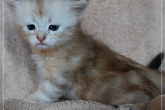 Dr.-Bombay-Liebeshof-black-silver-classic-tabby-4-Wochen-alt.-www.sibirische-katzen-hamburg.de-I
