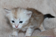 Dr.-Bombay-Liebeshof-black-silver-classic-tabby-4-Wochen-alt.-www.sibirische-katzen-hamburg.de-II