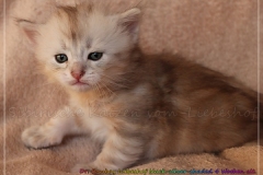 Dr.-Bombay-Liebeshof-black-silver-classic-tabby-4-Wochen-alt.-www.sibirische-katzen-hamburg.de_