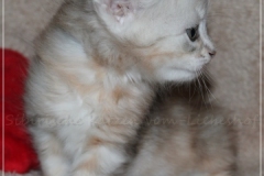 Dr.-Bombay-Sibirische-Katzen-vom-Liebeshof-black-silver-classic-tabby-5-Wochen-alt.-www.sibirische-katzen-hamburg.de-I