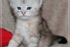 Dr.-Bombay-Sibirische-Katzen-vom-Liebeshof-black-silver-classic-tabby-5-Wochen-alt.-www.sibirische-katzen-hamburg.de-II