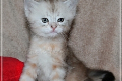 Dr.-Bombay-Sibirische-Katzen-vom-Liebeshof-black-silver-classic-tabby-5-Wochen-alt.-www.sibirische-katzen-hamburg.de-IV