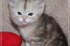 Dr.-Bombay-Sibirische-Katzen-vom-Liebeshof-black-silver-classic-tabby-5-Wochen-alt.-www.sibirische-katzen-hamburg.de-V