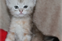 Dr.-Bombay-Sibirische-Katzen-vom-Liebeshof-black-silver-classic-tabby-5-Wochen-alt.-www.sibirische-katzen-hamburg.de_