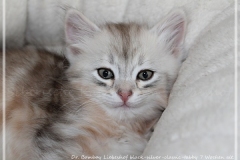 Dr.-Bombay-Sibirische-Katzen-vom-Liebeshof-black-silver-classic-tabby-7-Wochen-alt.-www.sibirische-katzen-hamburg.de_