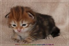 Endorra-Liebeshof-Sibirische-Katzen-in-Siberian-in-black-golden-classic-tabby-17Tage-alt.-www.sibirische-katzen-hamburg.de-I