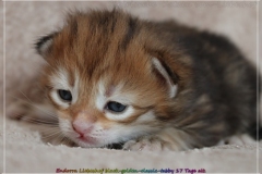 Endorra-Liebeshof-Sibirische-Katzen-in-Siberian-in-black-golden-classic-tabby-17Tage-alt.-www.sibirische-katzen-hamburg.de-III