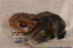 Endorra-Liebeshof-Sibirische-Katzen-in-Siberian-in-black-golden-classic-tabby-17Tage-alt.-www.sibirische-katzen-hamburg.de-IV