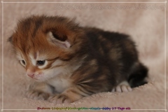 Endorra-Liebeshof-Sibirische-Katzen-in-Siberian-in-black-golden-classic-tabby-17Tage-alt.-www.sibirische-katzen-hamburg.de_