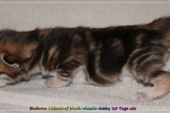 Endorra-Liebeshof-black-golden-classic-tabby-10-Tage-alt.-www.sibirische-katzen-hamburg.de-I