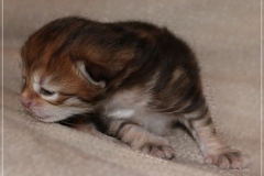 Endorra-Liebeshof-black-golden-classic-tabby-10-Tage-alt.-www.sibirische-katzen-hamburg.de_