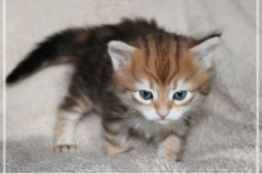 Endorra-Liebeshof-black-golden-classic-tabby-4-Wochen-alt.-www.sibirische-katzen-hamburg.de-I