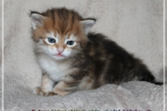 Endorra-Liebeshof-black-golden-classic-tabby-4-Wochen-alt.-www.sibirische-katzen-hamburg.de-II