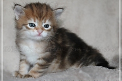 Endorra-Liebeshof-black-golden-classic-tabby-4-Wochen-alt.-www.sibirische-katzen-hamburg.de-III