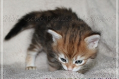 Endorra-Liebeshof-black-golden-classic-tabby-4-Wochen-alt.-www.sibirische-katzen-hamburg.de_