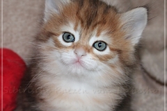 Endorra-Liebeshof-black-golden-classic-tabby-5-Wochen-alt.-Sibirische-Katzen-Liebeshof-II