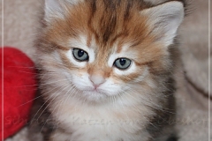Endorra-Liebeshof-black-golden-classic-tabby-5-Wochen-alt.-Sibirische-Katzen-Liebeshof-IV