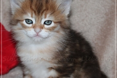 Endorra-Liebeshof-black-golden-classic-tabby-5-Wochen-alt.-Sibirische-Katzen-Liebeshof-V