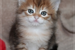 Endorra-Liebeshof-black-golden-classic-tabby-5-Wochen-alt.-Sibirische-Katzen-Liebeshof
