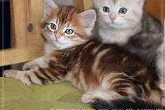 Endorra-Liebeshof-black-golden-classic-tabby-7-Wochen-alt.-www.sibirische-katzen-hamburg.de-I