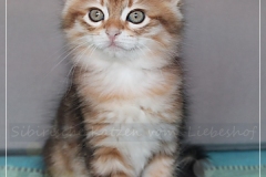 Endorra-Liebeshof-black-golden-classic-tabby-8-Wochen-alt.-www.sibirische-katzen-hamburg.de-I