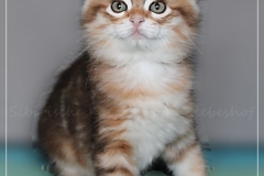 Endorra-Liebeshof-black-golden-classic-tabby-8-Wochen-alt.-www.sibirische-katzen-hamburg.de_