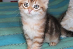 Endorra-Liebeshof-black-golden-classic-tabby-95-Wochen-alt.-www.sibirische-katzen-hamburg.de-I