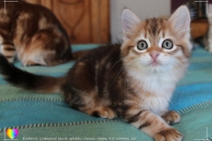 Endorra-Liebeshof-black-golden-classic-tabby-95-Wochen-alt.-www.sibirische-katzen-hamburg.de-II
